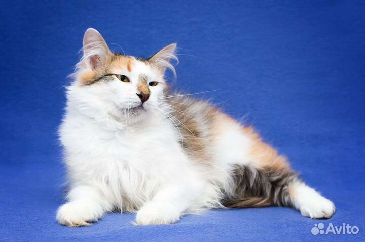 Кошечка-подросток остро нуждается в семье