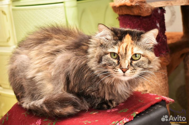 Кошка Мэрит, возраст 7 лет