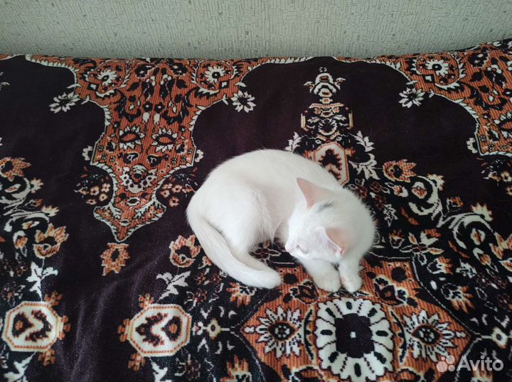 Кошки бесплатно
