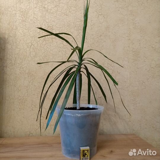 Пальма драцена