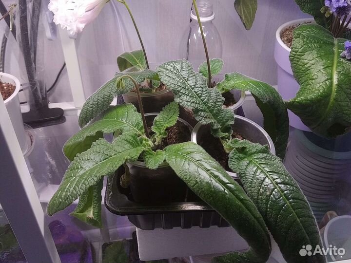 Стрептокарпусы, детки