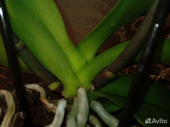 Орхидея фаленопсис