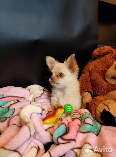 Чихуахуа девочка