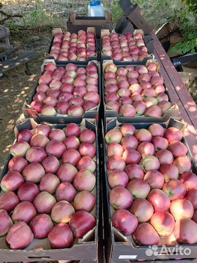 Яблоки оптом