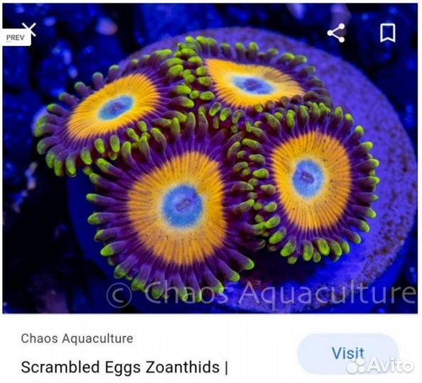 Морские кораллы