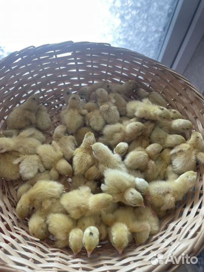 Перепела суточные