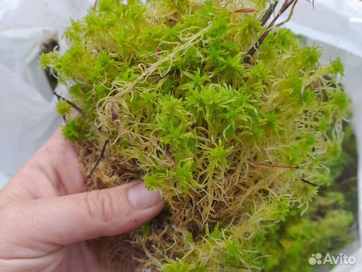 Мох сфагнум