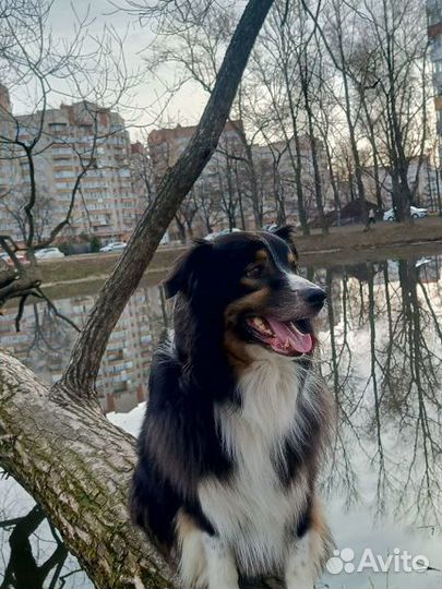 Кинолог, передержка