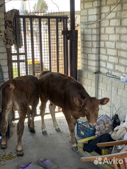 Бычок и телка