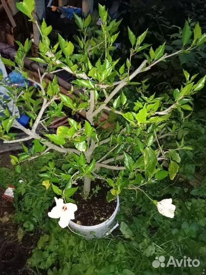 Гибискус китайская роза двуцветный