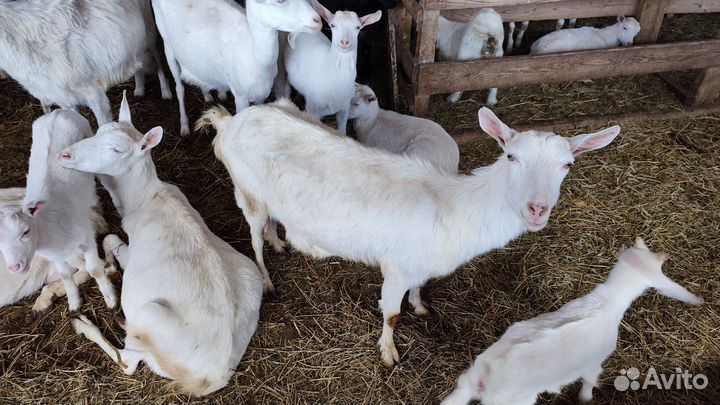 Козы чистокровные Зааненской породы