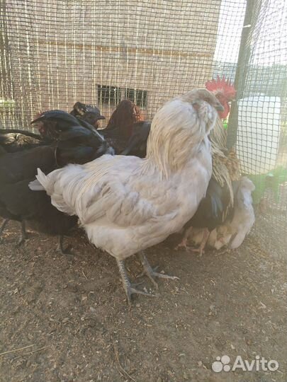 Петухи, курочки
