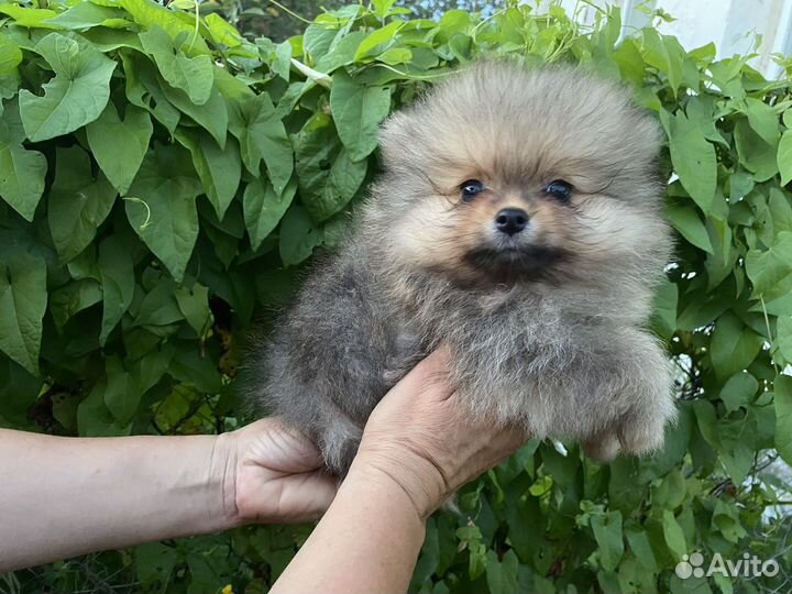 Щенки шпица Рыбинск