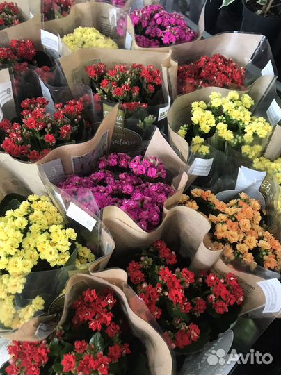 Цветы ко Дню Учителя