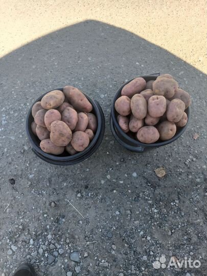 Картофель деревенский