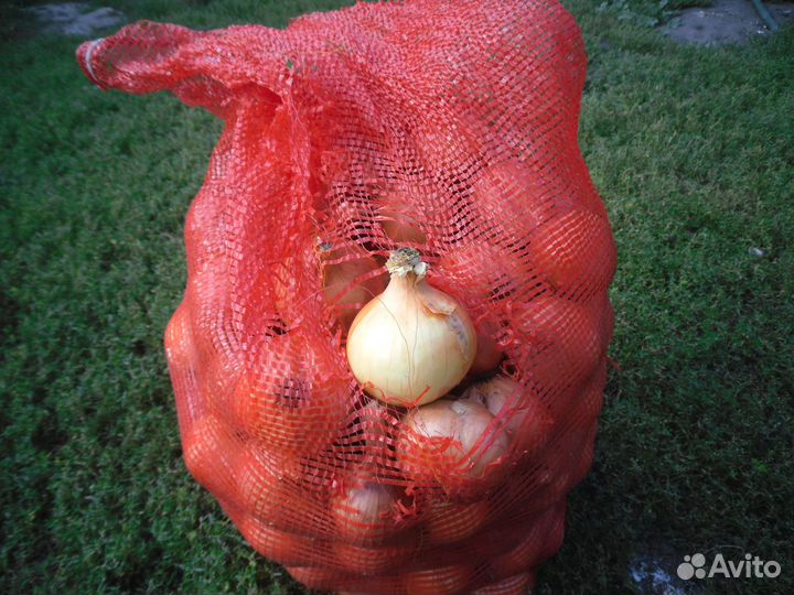 Лук репчатый