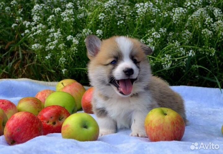 Вельш-корги пемброк щенки