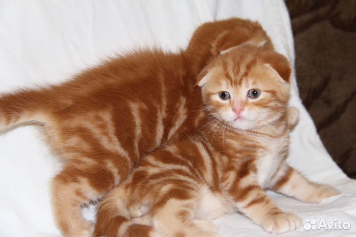 Красный мрамор, рыжие котики, символ 2023