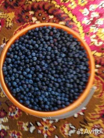 Черника свежая