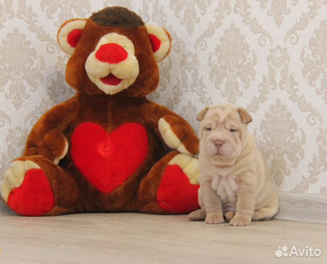 Для Любви и Обожания Шарпейчики
