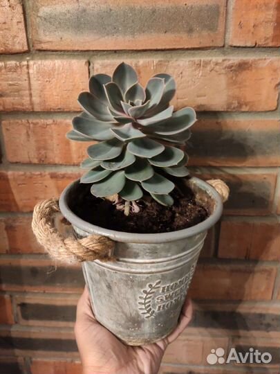 Суккуленты, эхеверия