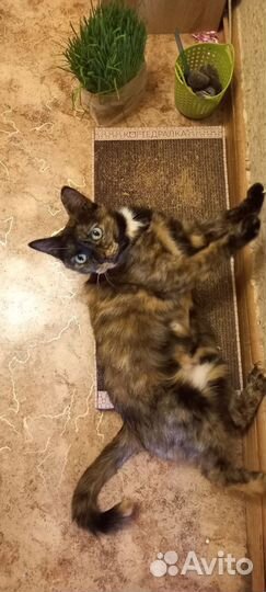 Самая лучшая котейка