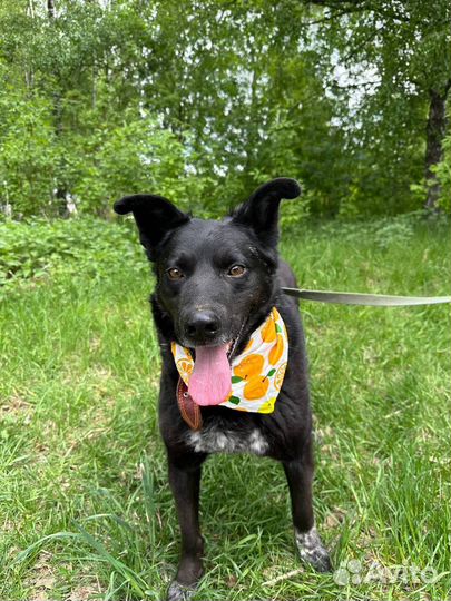 Позитивный пес Грант ищет дом