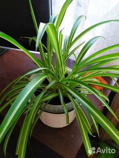 Хлорофитум