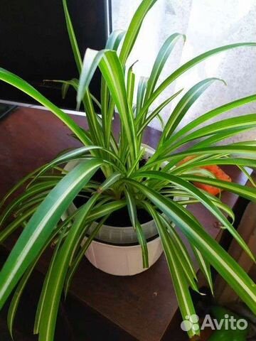 Хлорофитум