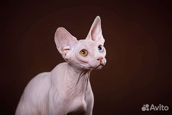 Сфинкс, эльф