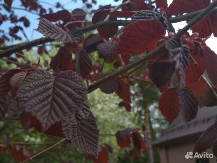 Лещина краснолистная (орешник)