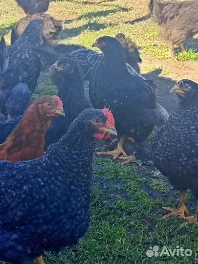 Цыплята несушки подрощенные