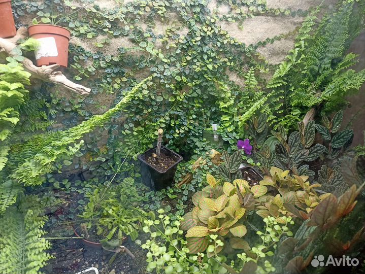 Растения для флорариумов, террариумов, флорариум