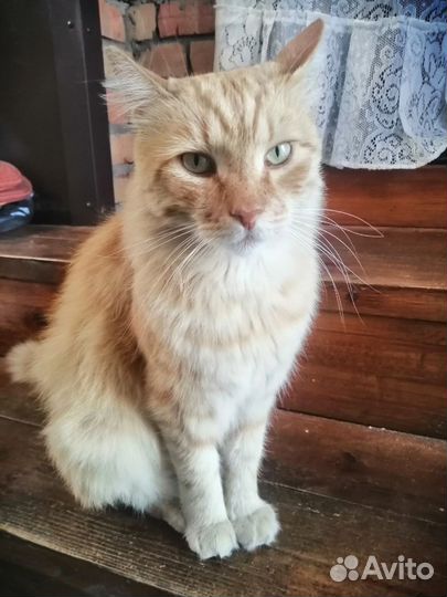 Надо найти дом коту и кошке Подробнее в описании