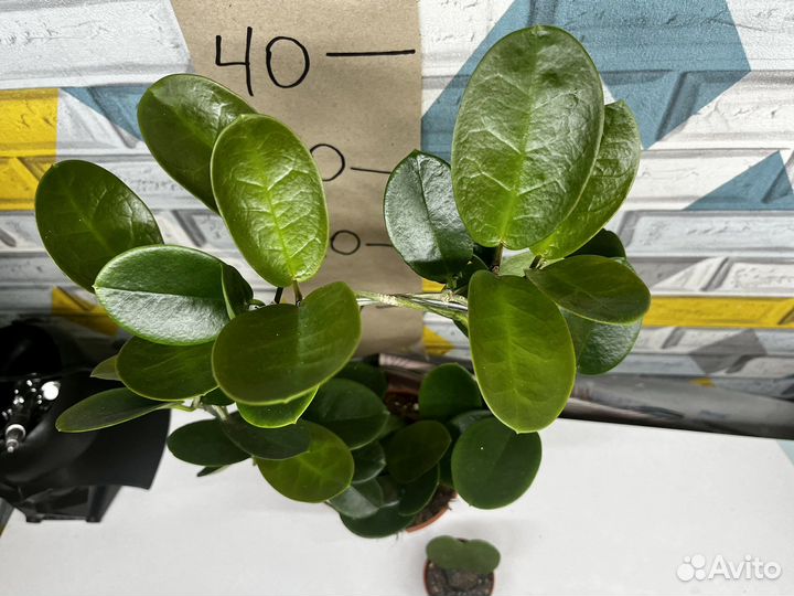 Хойя 12 И 6 диаметр