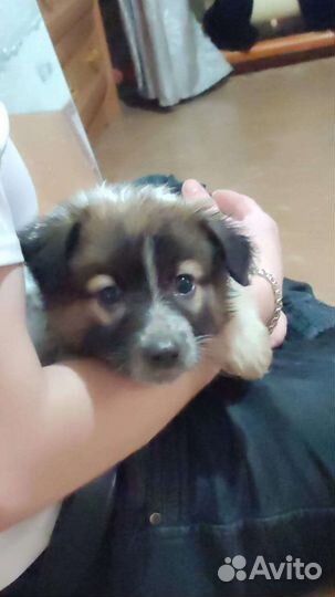 Малышка в добрые ручки