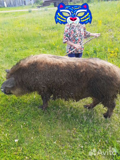 Продам хряка