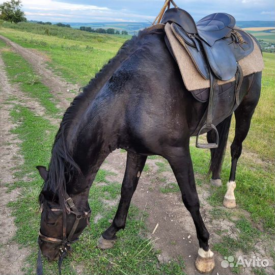 Лошадь жеребец