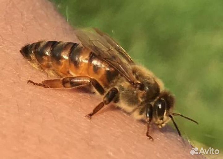 Пчелы пчелопакеты матки Бакфаст, Карника