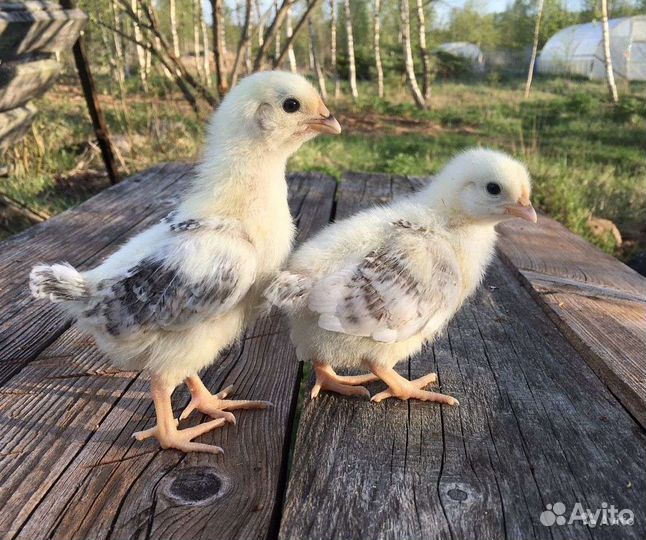 Доминант 104