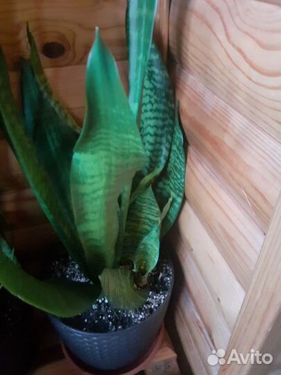 Сансевиерия сортовая