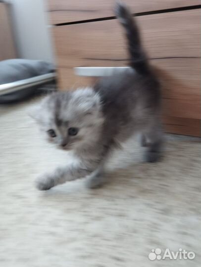 Отдам в добрые руки котят