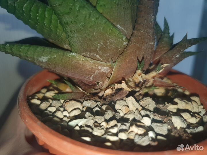 Детка хавортии лимифолия