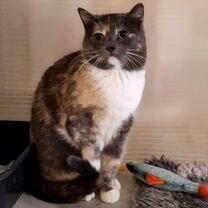 Взрослая, кошка в добрые руки