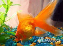 Золотая рыбка