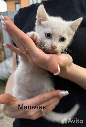 Кошка в дар