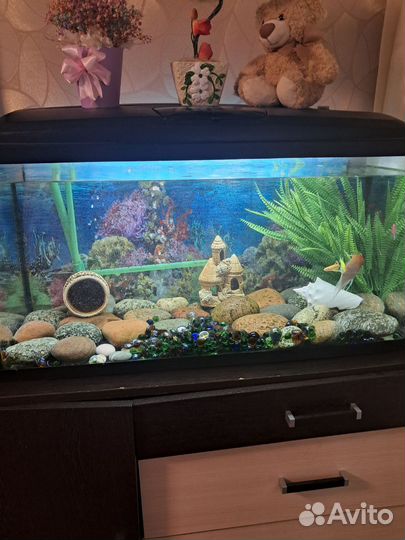 Аквариум с рыбками