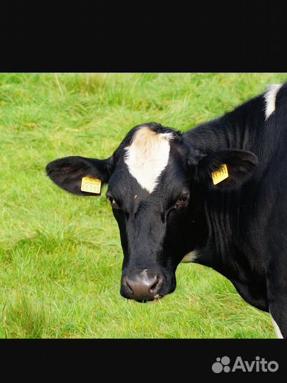 Корова дойная