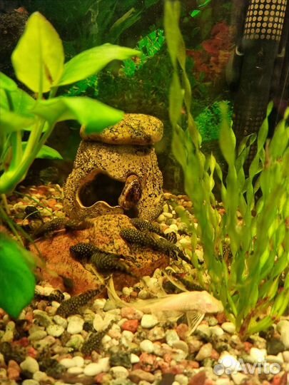 Сомики анциструсы подрощенные, взр.самка