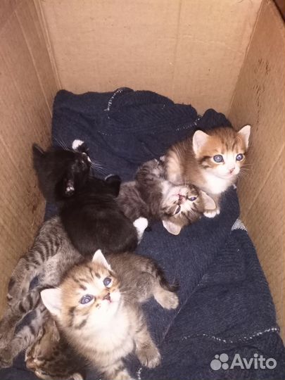 Котята в добрые руки